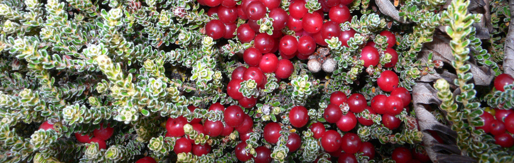 BERRIED PLANTS